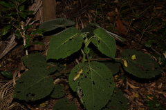 Dendrocnide excelsa