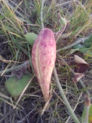 Oxypetalum tomentosum