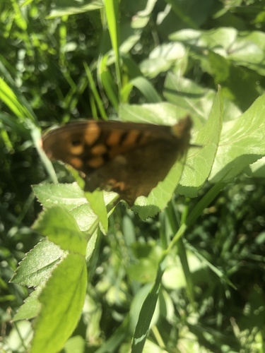 Speckled Wood