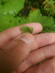 Solidago canadensis canadensis