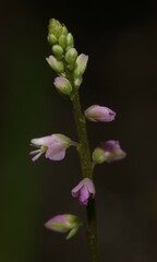 Polygala galioides