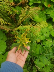 Solidago canadensis canadensis