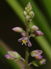 Polygala galioides