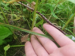 Solidago canadensis canadensis