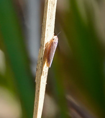 Chlorotettix necopinus