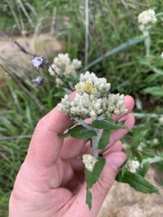 Pseudognaphalium biolettii