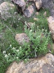 Pseudognaphalium biolettii