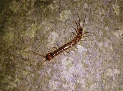 Lithobius variegatus