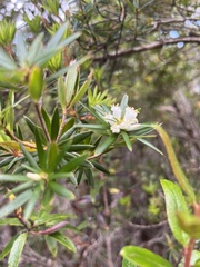 Cyathodes glauca
