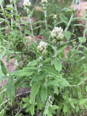 Pseudognaphalium biolettii