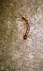 Lithobius variegatus