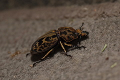Ryssonotus nebulosus