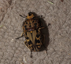 Ryssonotus nebulosus