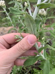 Pseudognaphalium biolettii