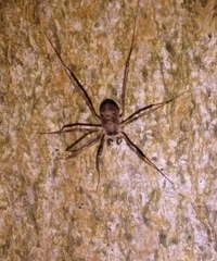 Dicranopalpus larvatus