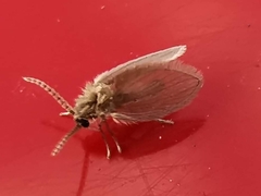 Psychodinae