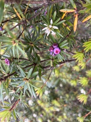 Cyathodes glauca