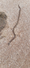 Elapomorphus quinquelineatus