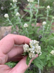 Pseudognaphalium biolettii