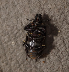 Ryssonotus nebulosus