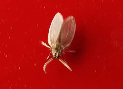 Psychodinae