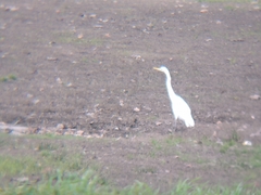 Ardea alba