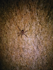 Dicranopalpus larvatus