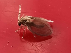 Psychodinae
