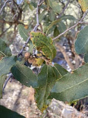 Quercus arizonica