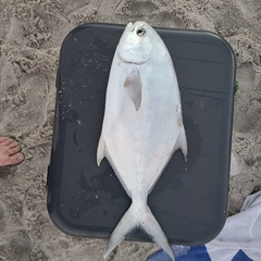 Trachinotus carolinus