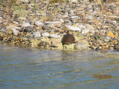 Trachemys venusta cataspila