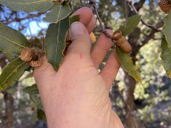 Quercus arizonica