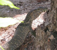 Varanus salvator macromaculatus