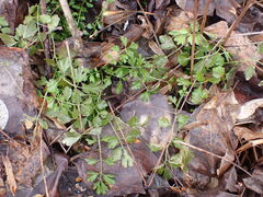 Cardamine impatiens
