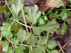 Cardamine impatiens