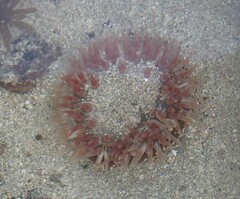 Urticina felina