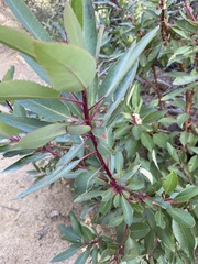 Arbutus arizonica