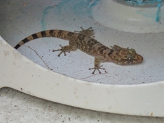 Phyllodactylus xanti