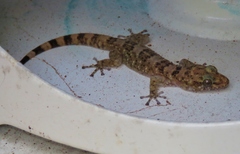 Phyllodactylus xanti