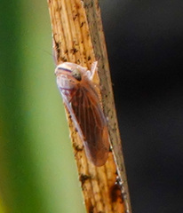 Chlorotettix necopinus