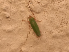 Draeculacephala soluta