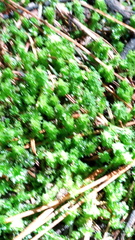 Rhytidiadelphus squarrosus