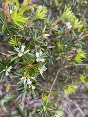 Cyathodes glauca