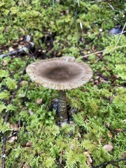 Amanita pekeoides