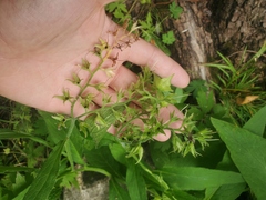 Symphytum officinale