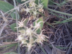 Oxypetalum tomentosum