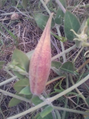 Oxypetalum tomentosum