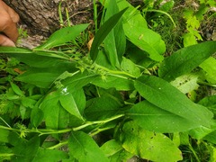 Symphytum officinale