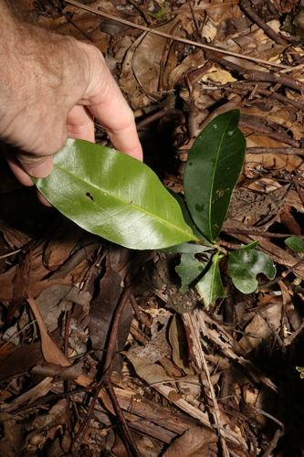 Image of Black Apple (Planchonella australis) by (c) Greg Tasney, some rights reserved (CC BY-SA)