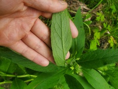 Symphytum officinale